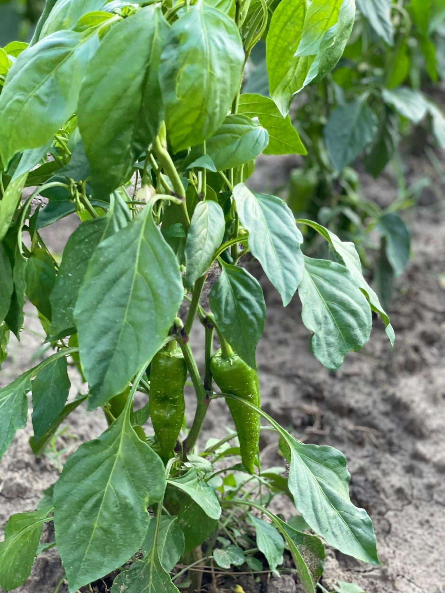 فندق Agroturizem Eldi فيير المظهر الخارجي الصورة